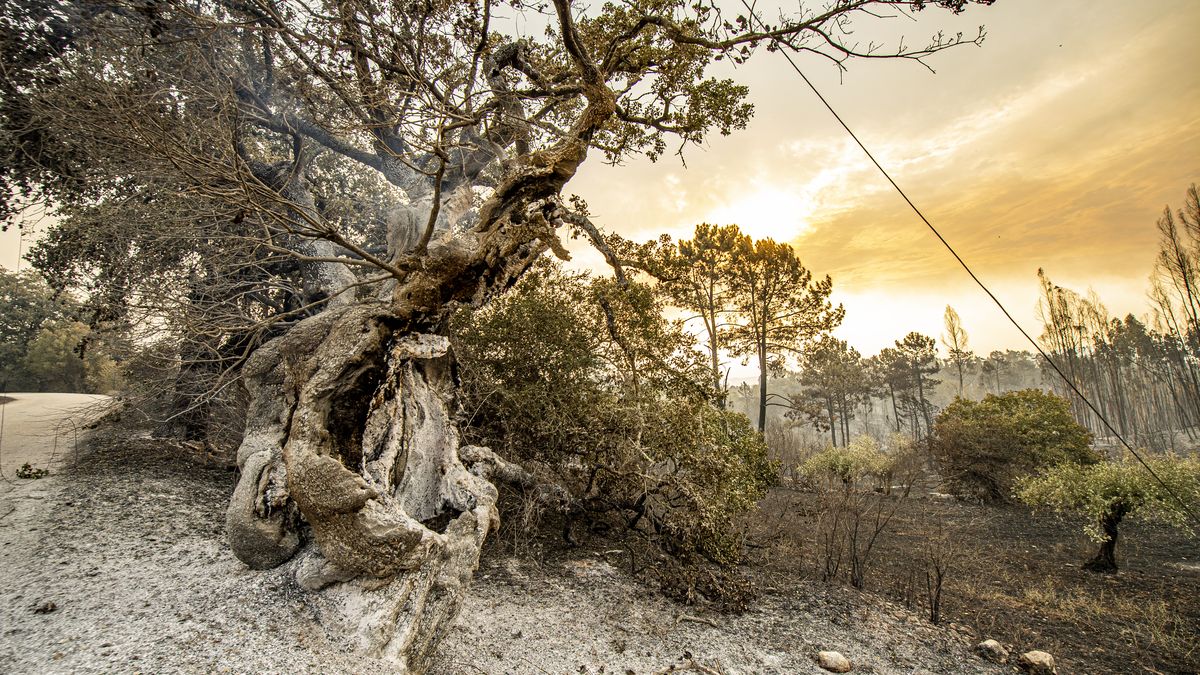 Fotky: Portugalsko hoří, vzplálo 26 lesních požárů